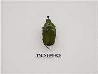 藏品(臺灣扇角金龜)的圖片